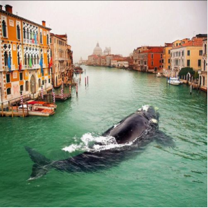 Balena in Canal Grande bis